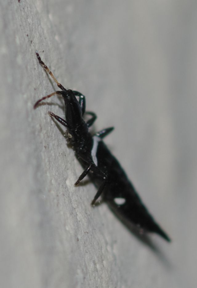 Tisanottero molto grande:  Compsothrips albosignatus (Phlaeothripidae)